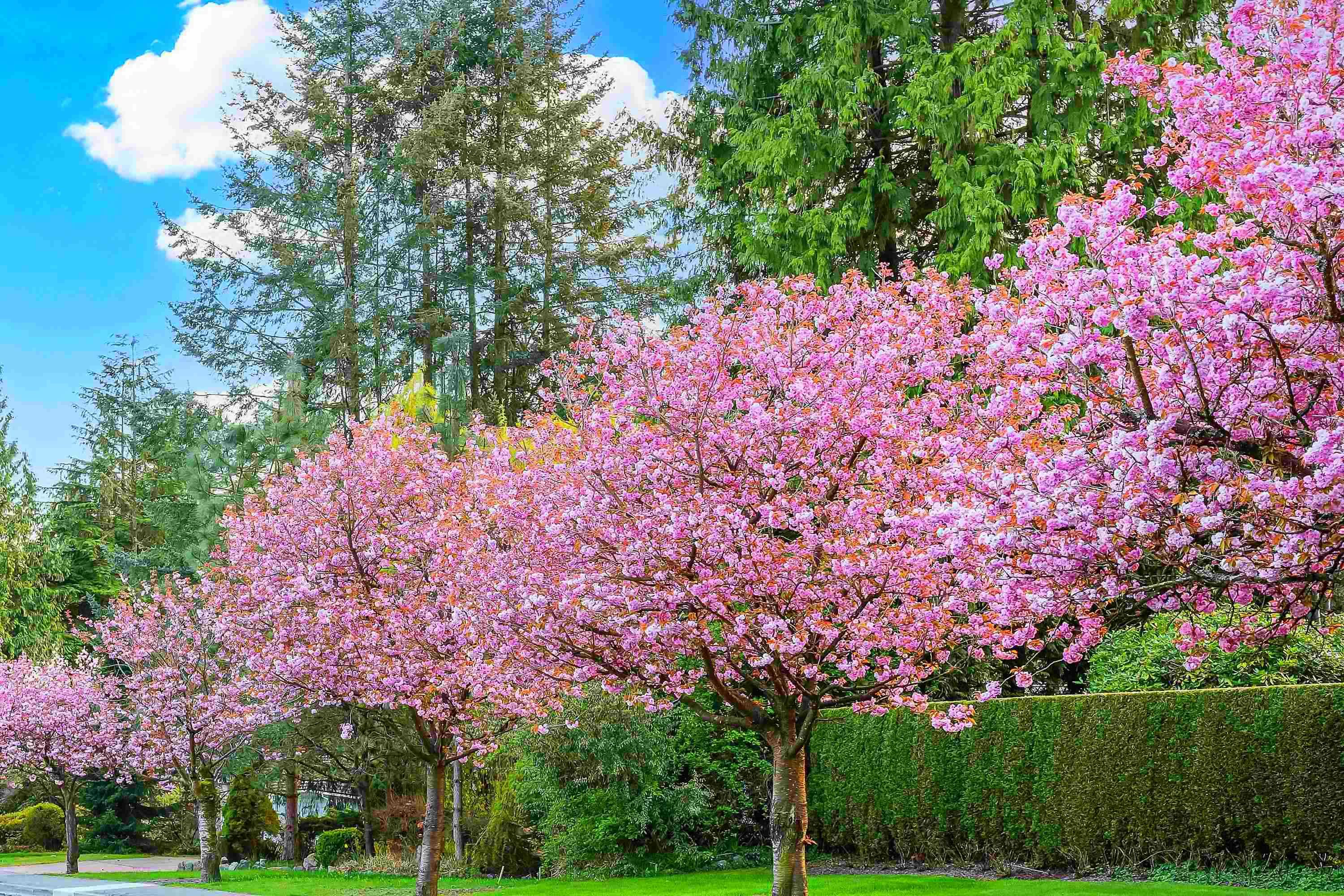 House for sale in Vancouver, Vancouver East, 74 E 37th Avenue, 262665147 | Realtylink.org