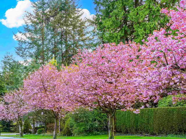 House for sale in Vancouver, Vancouver East, 74 E 37th Avenue, 262665147 | Realtylink.org