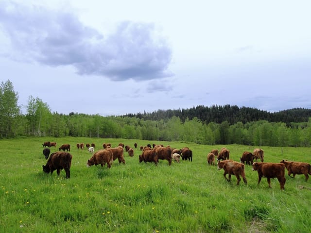 Lot for sale in Horsefly, Williams Lake, Dl5277 Day Road, 262866281 | Realtylink.org