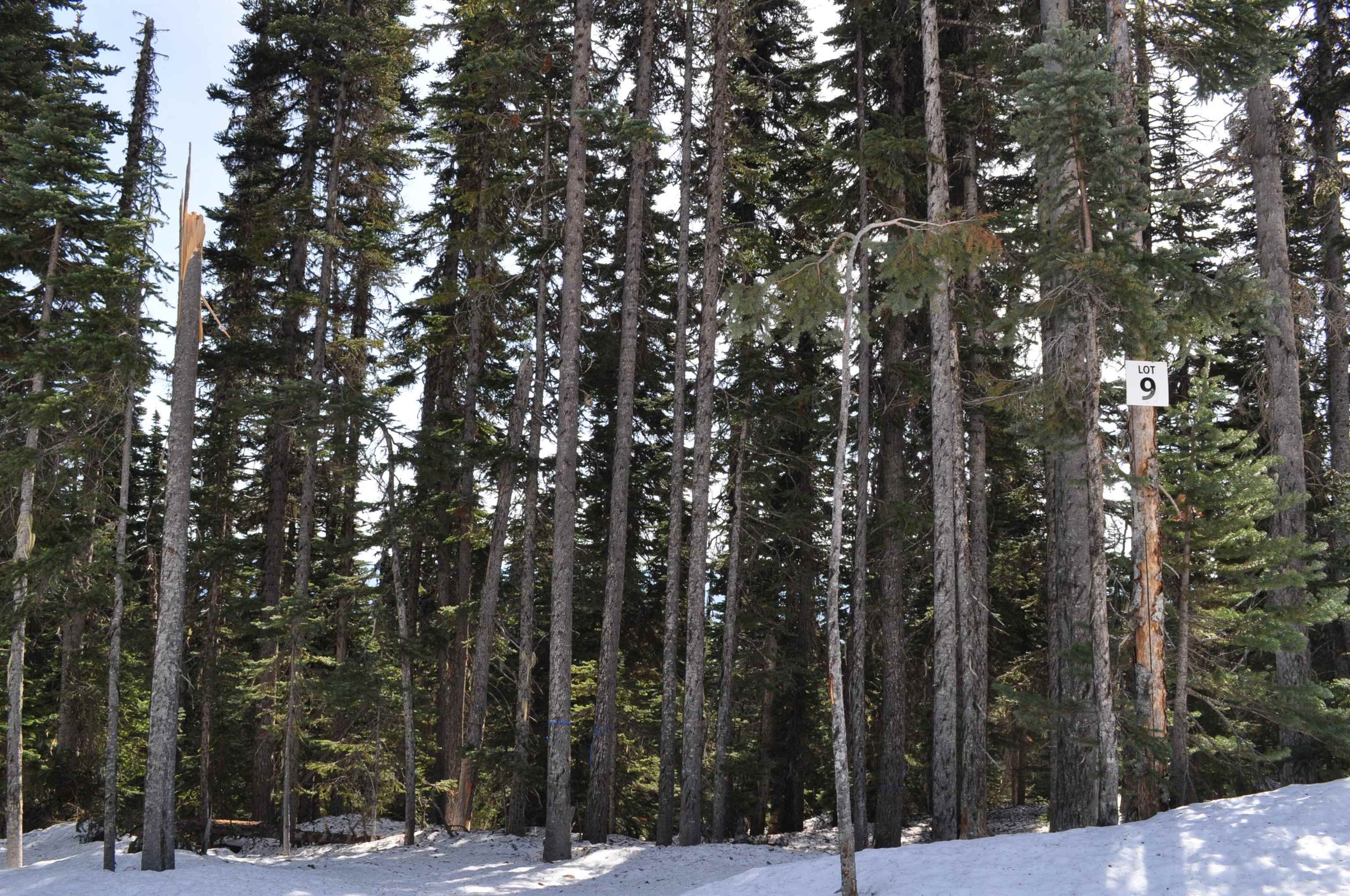 Lot for sale in Smithers, Smithers And Area, PST 9 Alpine Way, 262969424 | Realtylink.org