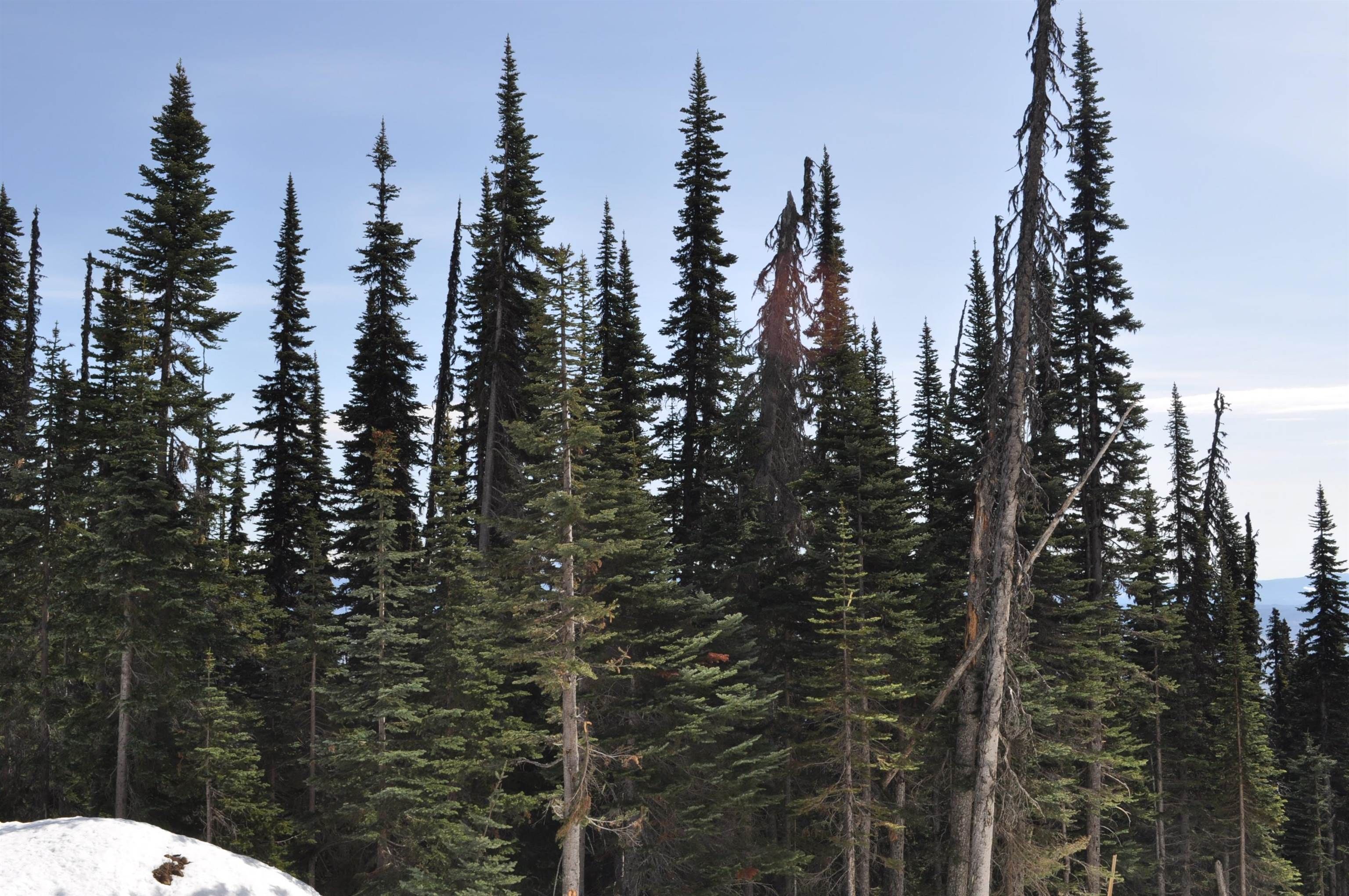 Lot for sale in Smithers, Smithers And Area, Pr. St Lt 8 Alpine Way, 263027754 | Realtylink.org