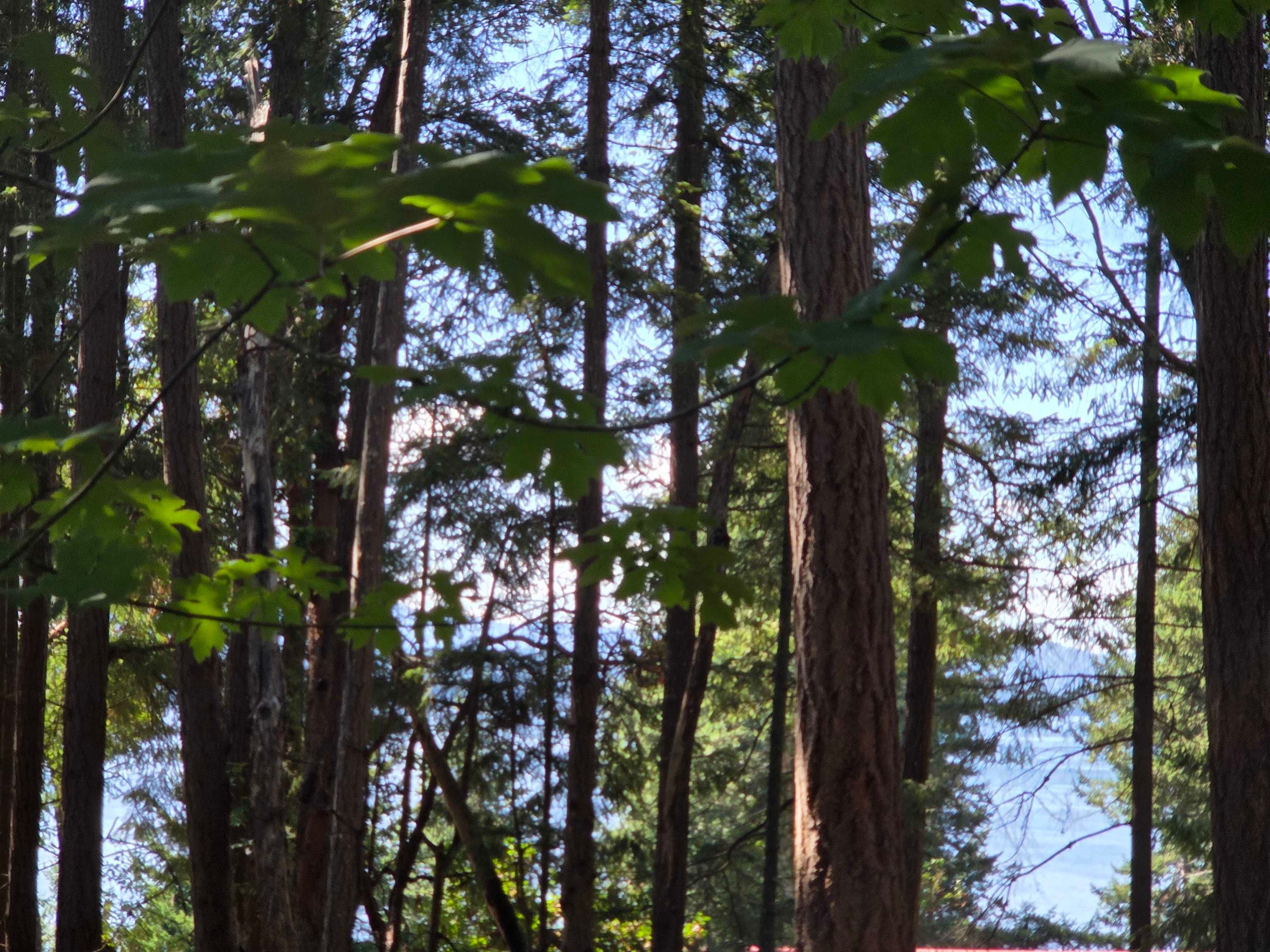 Lot for sale in Mayne Island, Islands-Van. & Gulf, 488 Letour Road, 263060926 | Realtylink.org