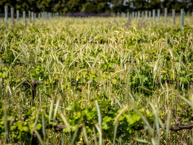 House for sale in Maple Ridge, Maple Ridge, LOT P 10925 248 Street, 263083301 | Realtylink.org