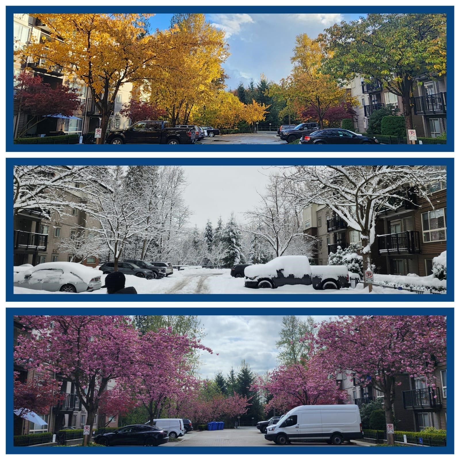 Apartment for sale in Maple Ridge, Maple Ridge, 101 11665 Haney Bypass, 263089659 | Realtylink.org