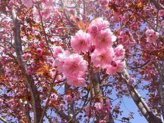 House for sale in Squamish, Squamish, 39070 Kingfisher Road, 263103117 | Realtylink.org