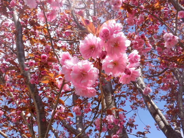 House for sale in Squamish, Squamish, 39070 Kingfisher Road, 263103117 | Realtylink.org