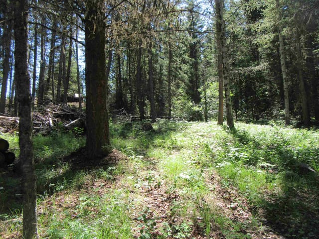 Lot for sale in Deka Lake / Sulphurous / Hathawa, 100 Mile House, LOT 194 Bergstrom Road, 263105382 | Realtylink.org