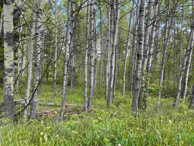 Lot for sale in 103 Mile House, 100 Mile House, Lot 4 Lakeside Court, 263112594 | Realtylink.org