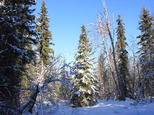 Lot for sale in Bridge Lake, 100 Mile House, PROP Lot 35 Brown Road, 263115447 | Realtylink.org