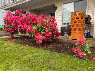 Apartment for sale in Surrey, Surrey, 103 9299 121 Street, 263120734 | Realtylink.org