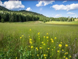 Lot for sale in Forest Grove, 100 Mile House, 3961 Canimview Drive, 263127013 | Realtylink.org