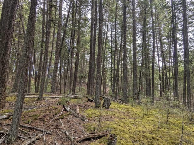 Lot for sale in Canim Lake, 100 Mile House, Lot 3 Summit Road, 263128479 | Realtylink.org