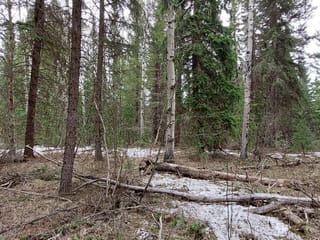 Lot for sale in Forest Grove, 100 Mile House, Lot B Bryce Road, 263128504 | Realtylink.org