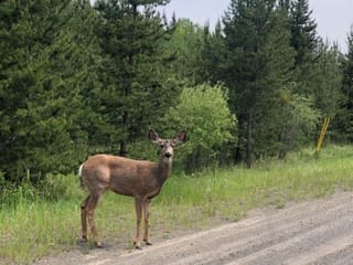 Lot for sale in Lone Butte, 100 Mile House, LOT 1 5916 Little Fort 24 Highway, 263134191 | Realtylink.org