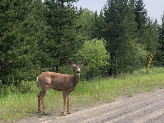 Lot for sale in Lone Butte, 100 Mile House, LOT 1 5916 Little Fort 24 Highway, 263134191 | Realtylink.org