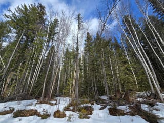 Lot for sale in Likely, Williams Lake, Dl11492 Quesnel Lake, 263134817 | Realtylink.org