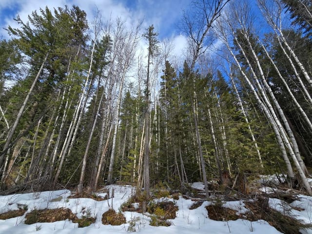 Lot for sale in Likely, Williams Lake, Dl11492 Quesnel Lake, 263134817 | Realtylink.org