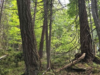 Lot for sale in Mayne Island, Islands-Van. & Gulf, 242 Mariners Way, 263140313 | Realtylink.org