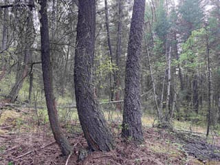 Lot for sale in Williams Lake, Williams Lake, 550 Dog Creek Road, 263146057 | Realtylink.org