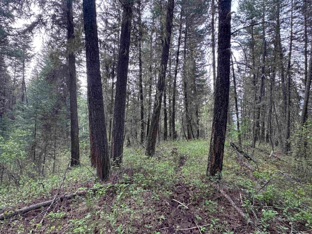 Lot for sale in Williams Lake, Williams Lake, 550 Dog Creek Road, 263146057 | Realtylink.org