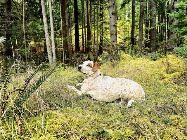Lot for sale in Bowen Island, Bowen Island, 2070 Cape Drive, 263146767 | Realtylink.org