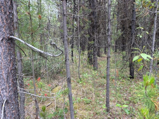 Lot for sale in Deka Lake / Sulphurous / Hathawa, 100 Mile House, Lot 3 Horse Lake Road, 263165178 | Realtylink.org