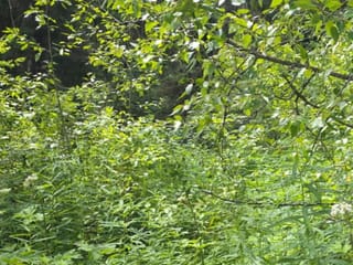 Lot for sale in Prince George, PG Rural North, Lot 2 Chief Lake Po Road, 263166893 | Realtylink.org