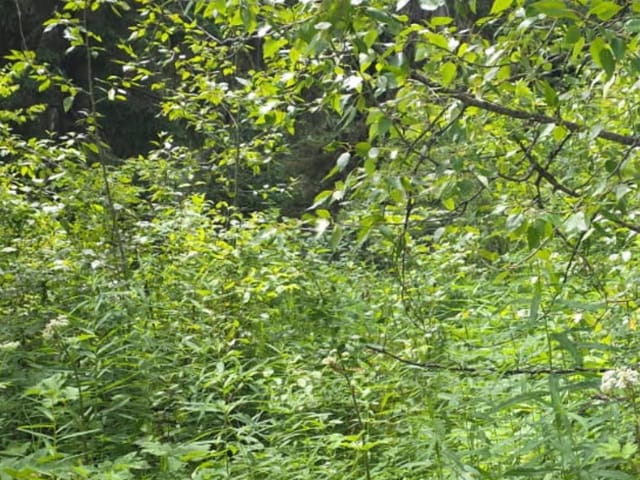 Lot for sale in Prince George, PG Rural North, Lot 2 Chief Lake Po Road, 263166893 | Realtylink.org